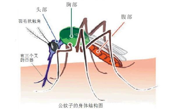  到底誰更招蚊子？千年爭論終于有答案了,郁康