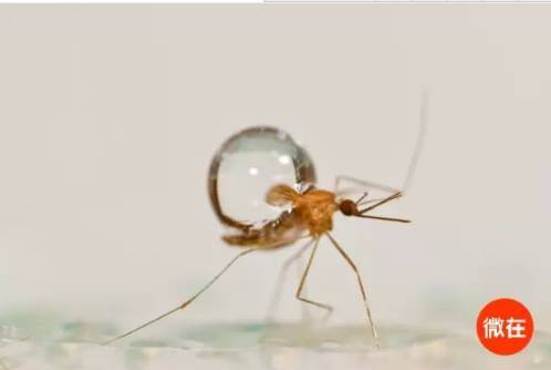 郁康,為什么蚊子永遠不會被雨砸死